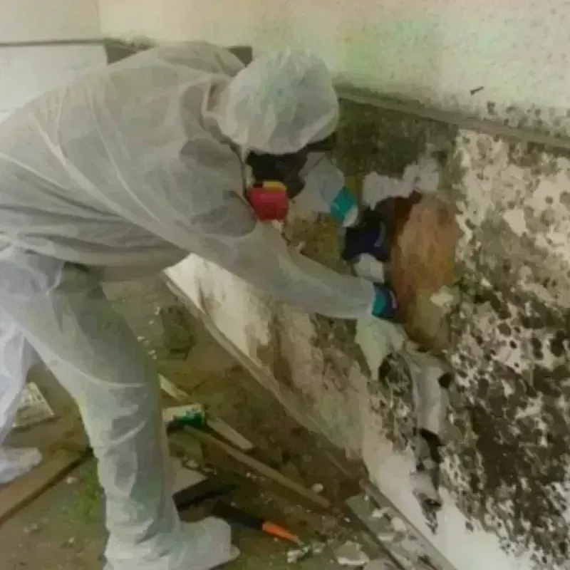 Best Mold Remediation and Removal Service in Rooks County, KS